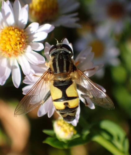 Réf. 240 383 : Helophilus trivittatus